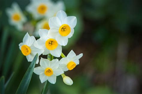 水仙 意味|水仙（スイセン）の花言葉は？ナルシストという意味。